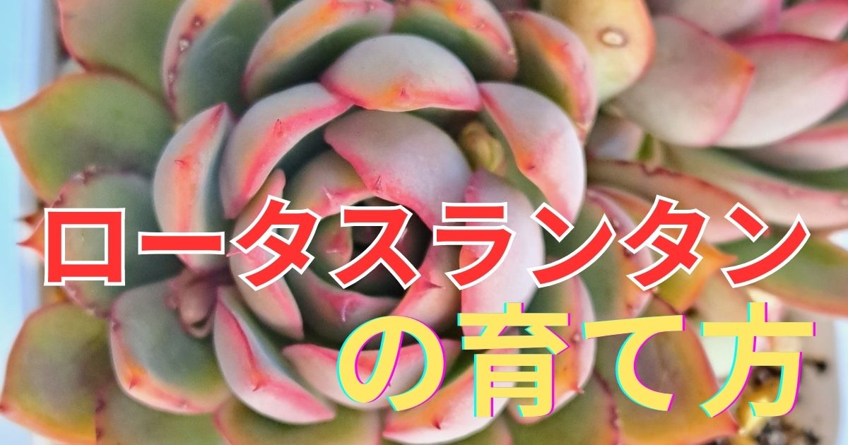 多肉植物図鑑『ロータスランタン、ロータスランプ、宝蓮灯、蓮花灯